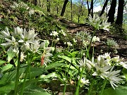 22 Allium ursinum (Aglio orsino)